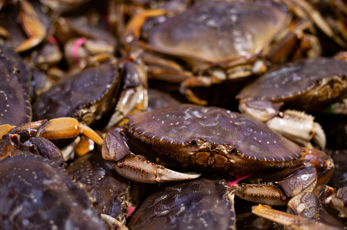 Live Dungeness crabs